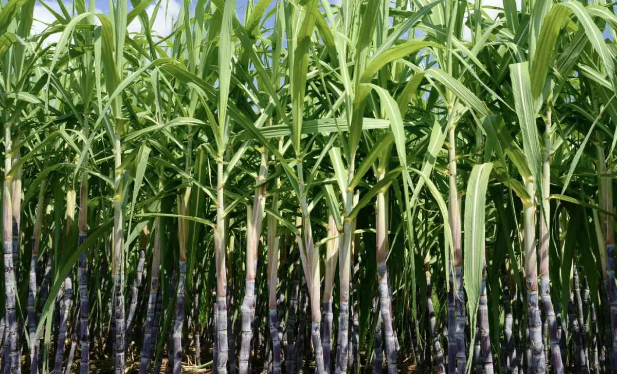 Setor da cana avança com novo acordo no CONSECANA-SP