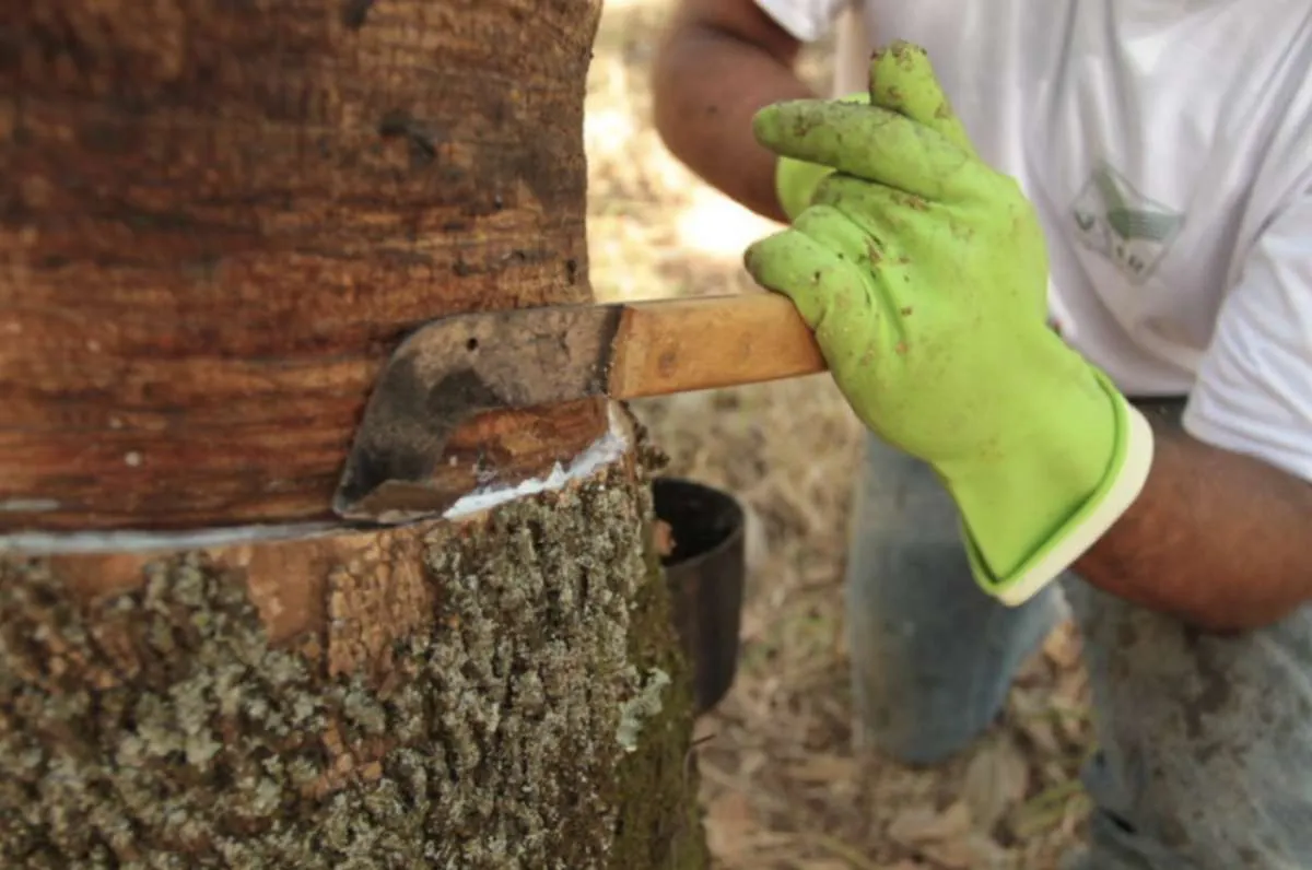 Borracha natural tem alta no preço de importação