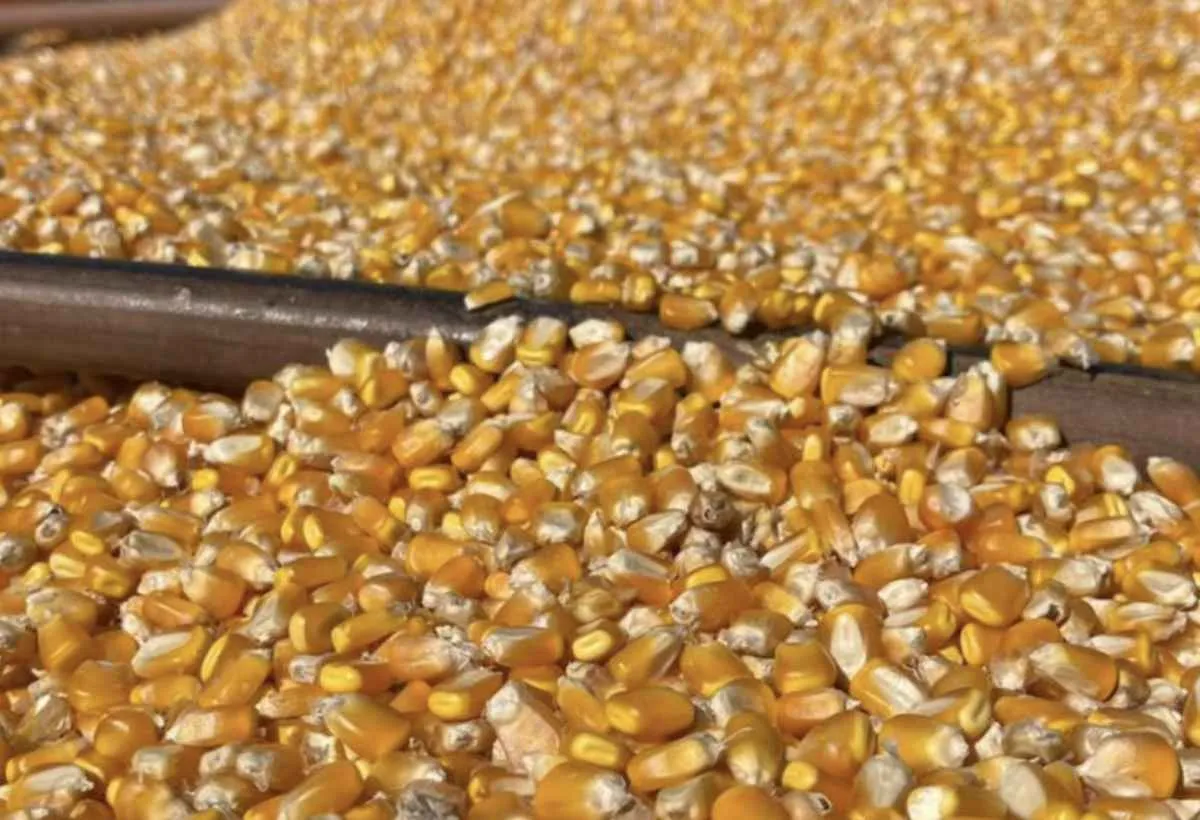 Soja e milho caem em MS e travam ritmo de vendas