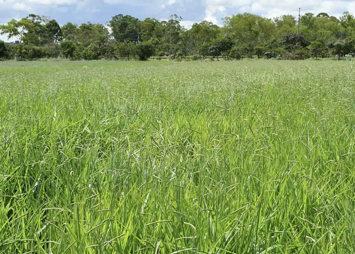 Embrapa lança braquiária com mais forragem e eficiência