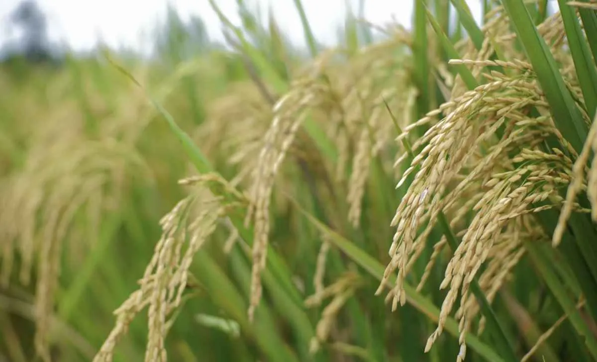 Preço do arroz avança no RS, mas liquidez continua baixa