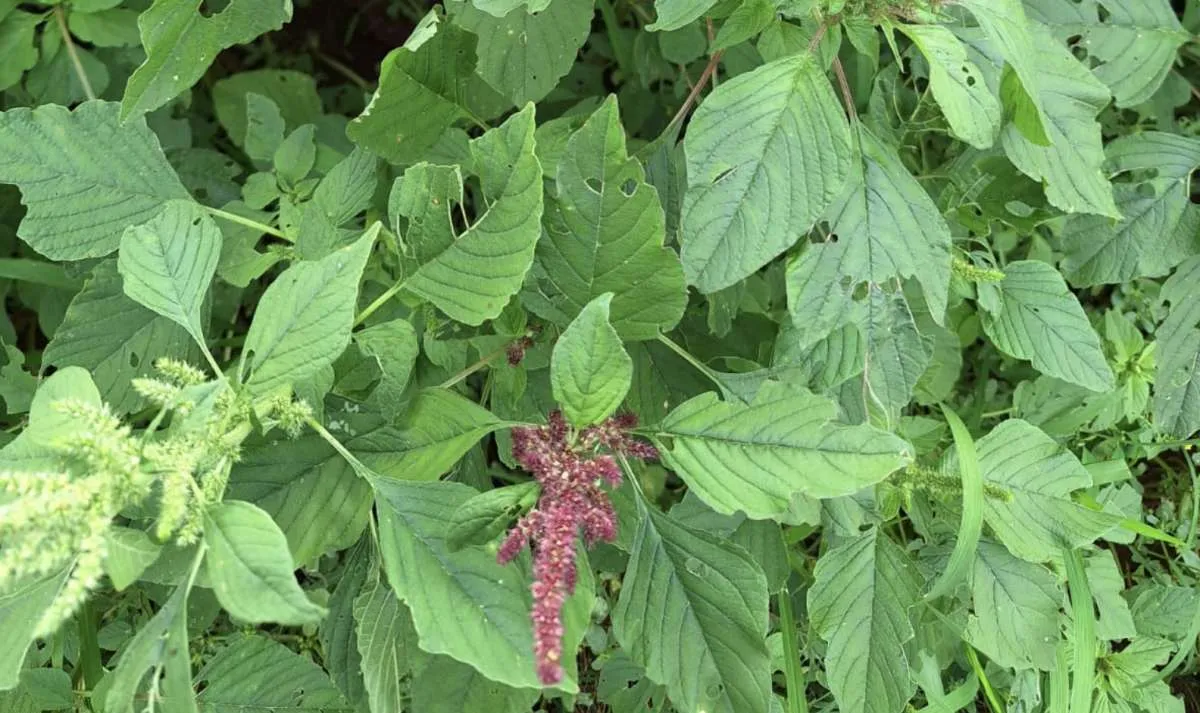 Controle de daninhas ganha urgência nas lavouras de soja