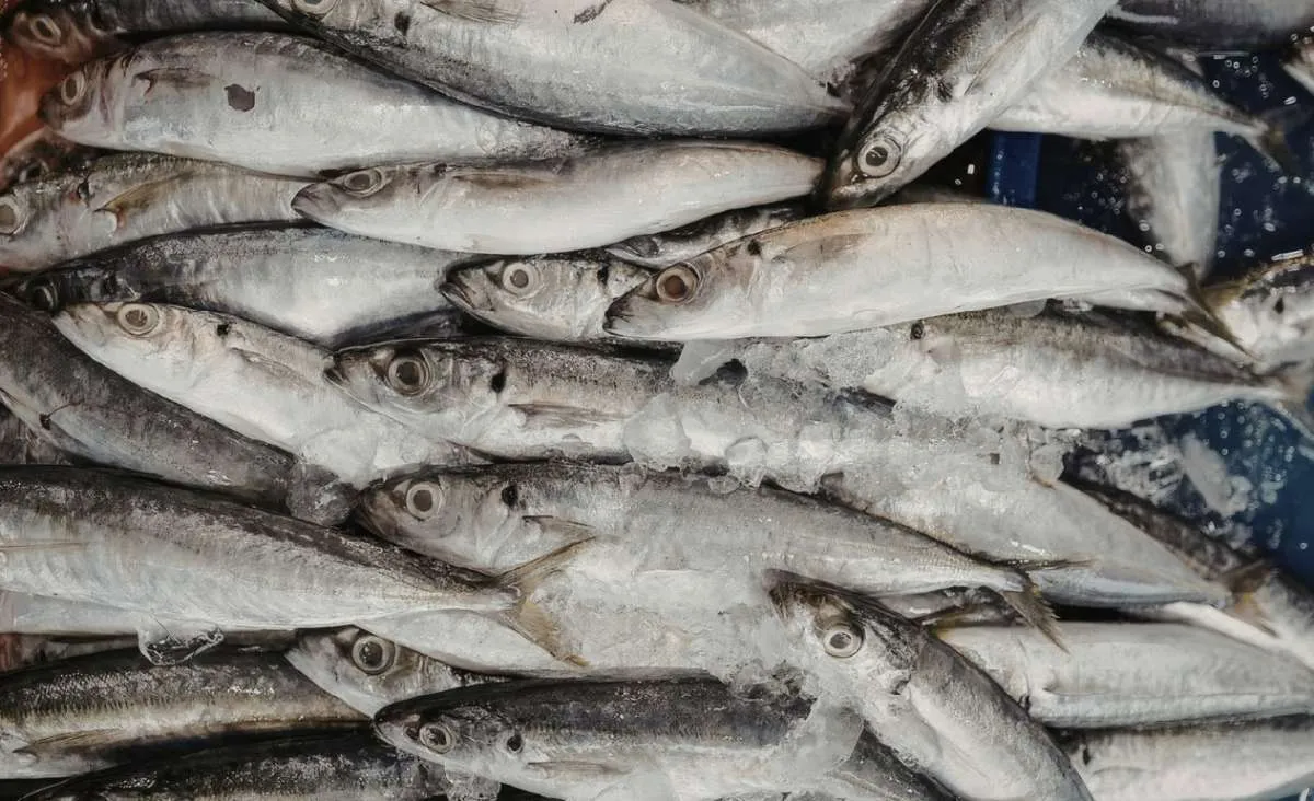 Exportações da piscicultura caem forte no 1º trimestre