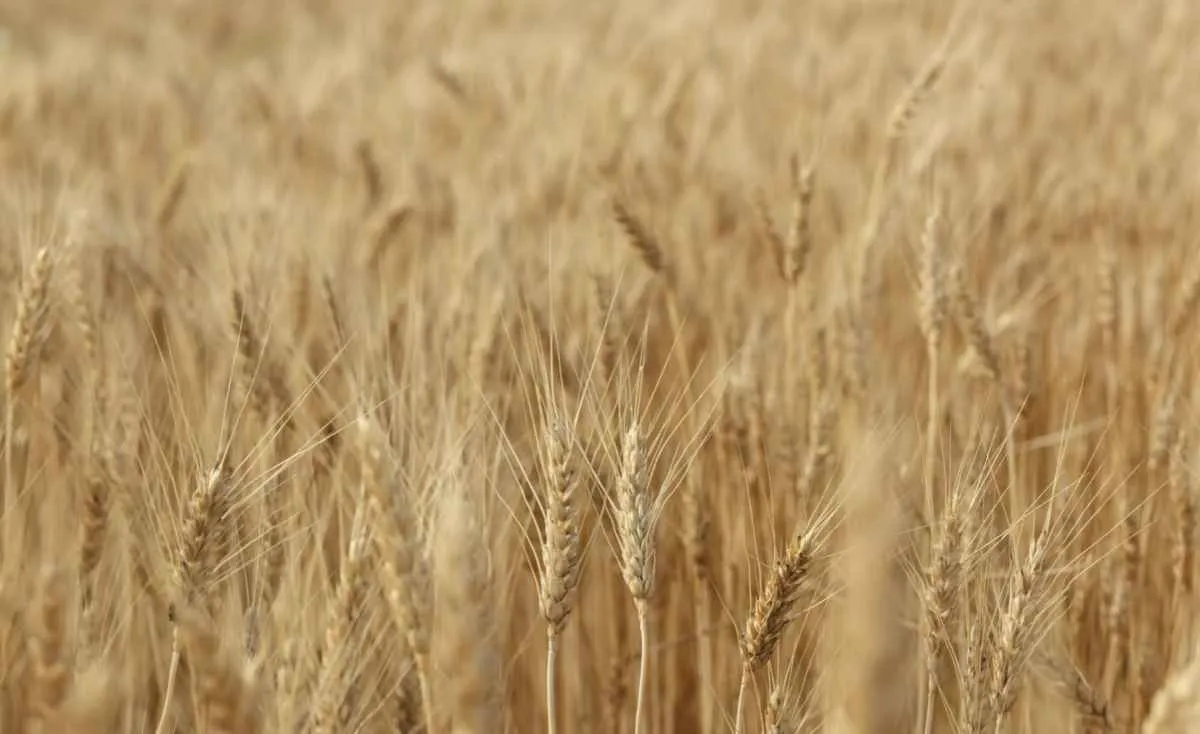 Trigo sobe no Brasil com oferta restrita e demanda ativa