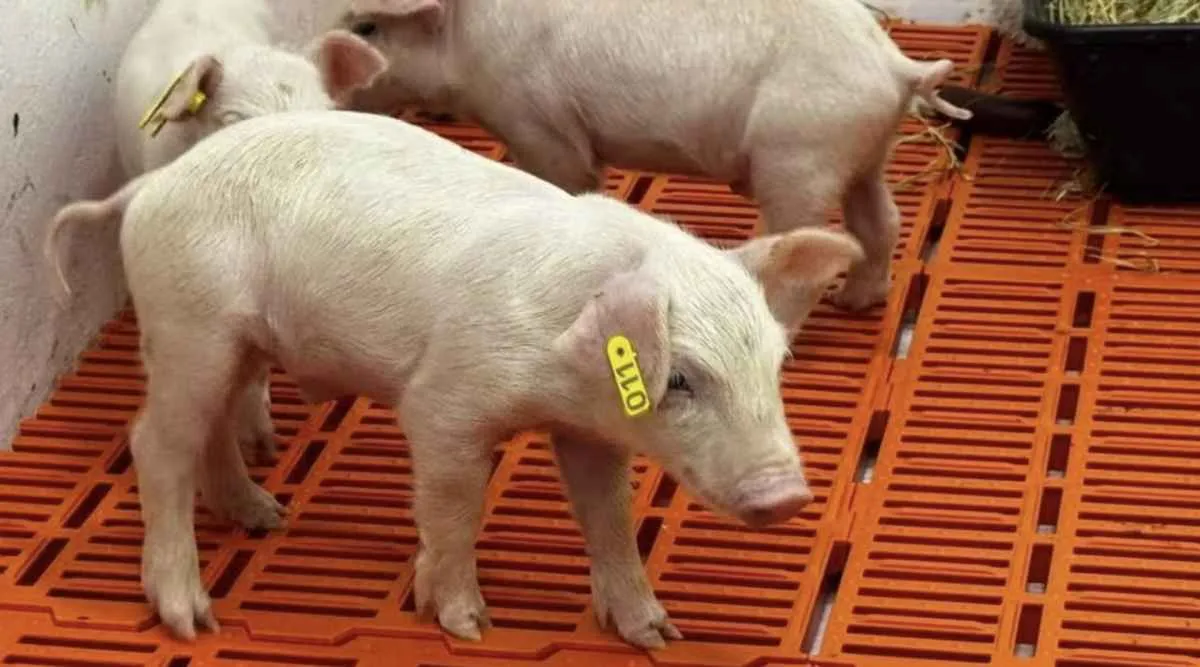 Primeiro clone suíno da América Latina nasce em SP