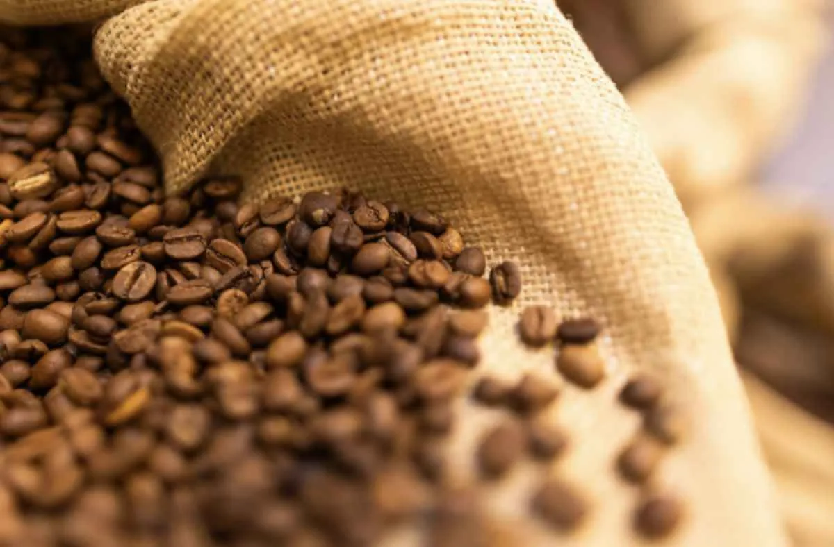 CNA debate nova linha de apoio para cafeicultores