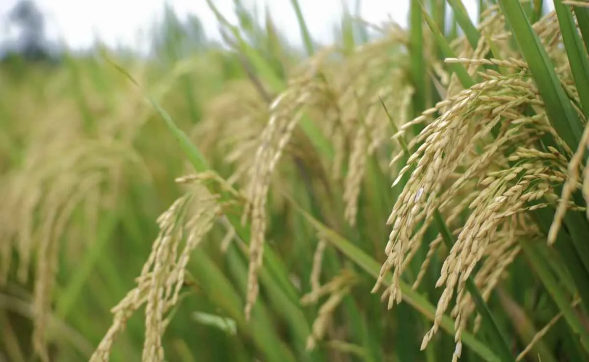 Comércio exterior avança e mercado de arroz segue travado