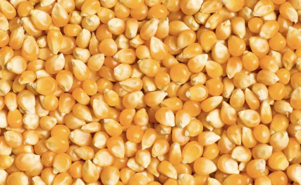 Milho sobe nas bolsas, mas mercado brasileiro segue travado