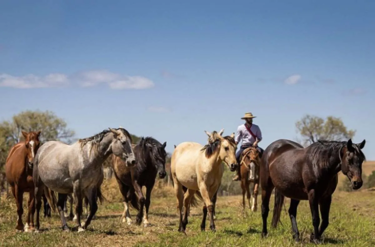 CNA propõe unidade para reprodução de equídeos