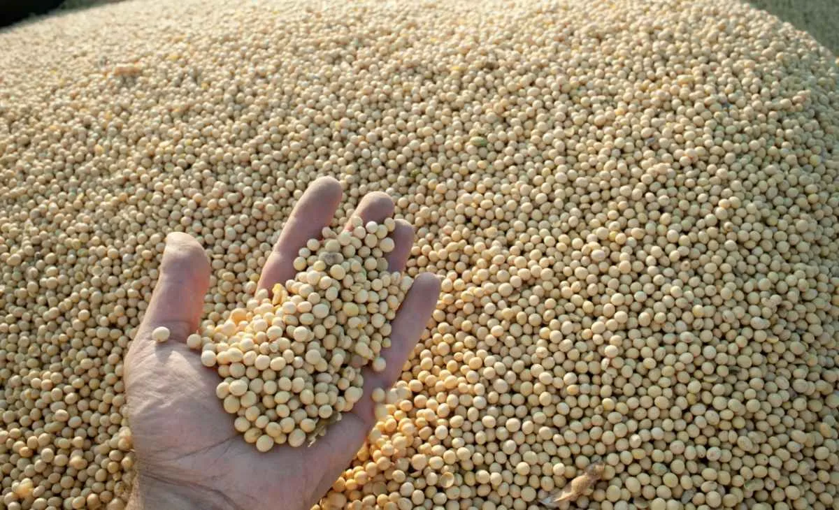 Brasil projeta novo recorde no processamento de soja