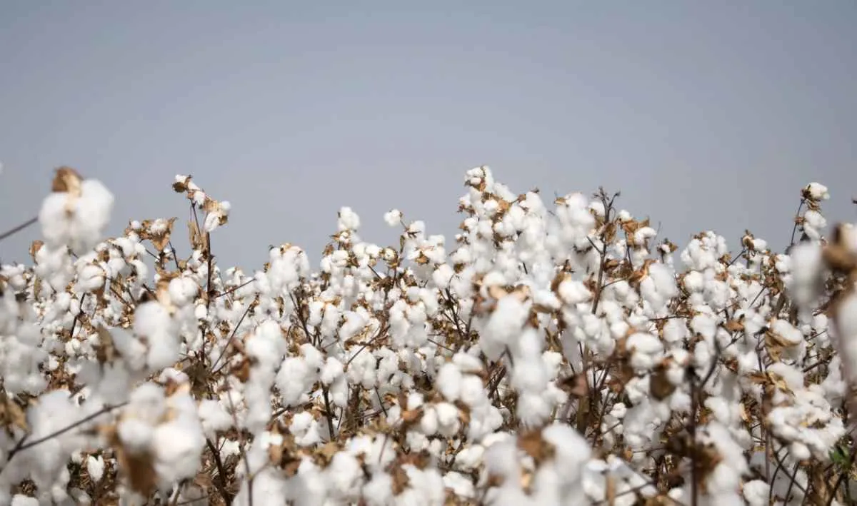 Algodão brasileiro avança em qualidade e ganha competitividade