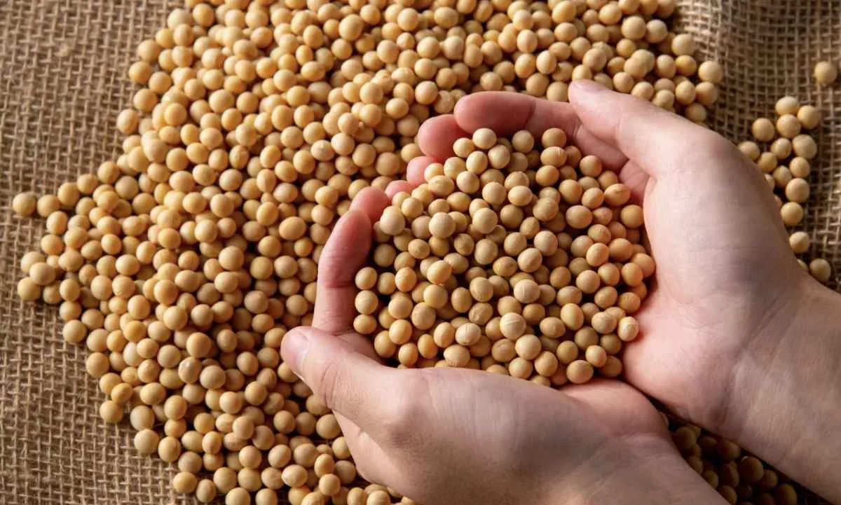 Soja sobe em Chicago com mercado atento ao plantio nos EUA