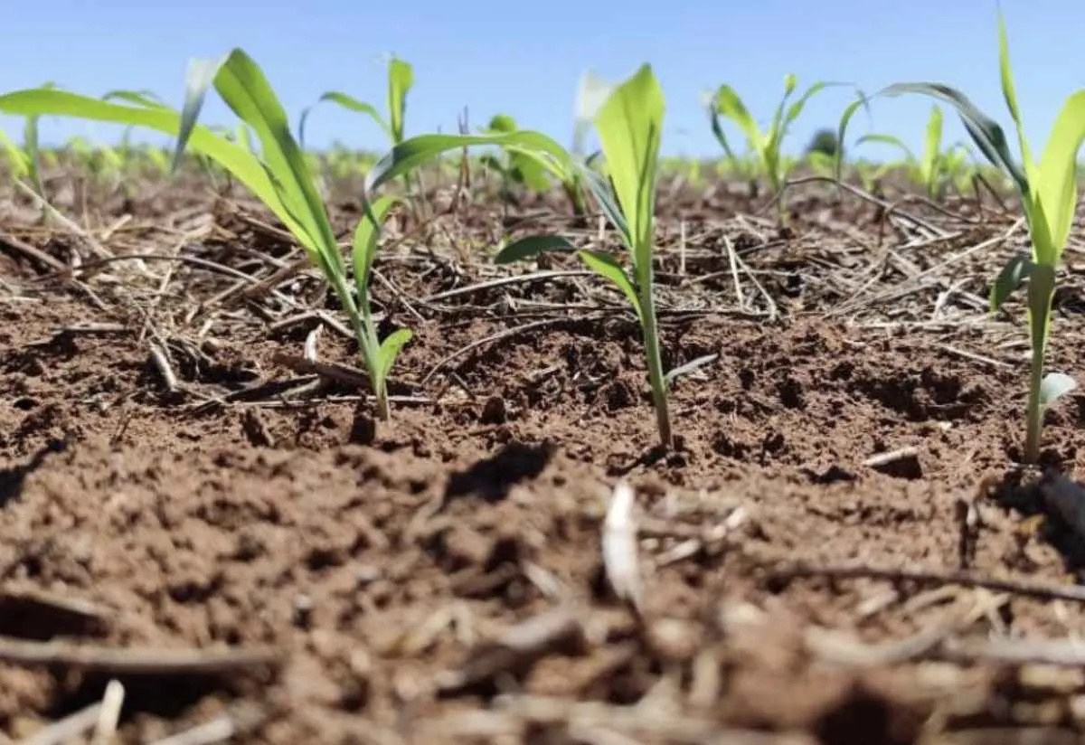 Milho safrinha em MS exige atenção com clima irregular