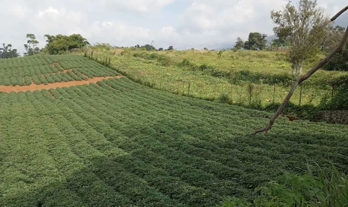 Funrural muda alíquotas a partir de abril de 2026