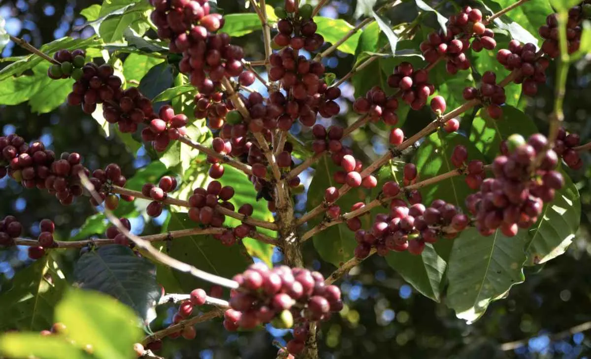 Mercado global de café terá superávit em 2026, diz StoneX