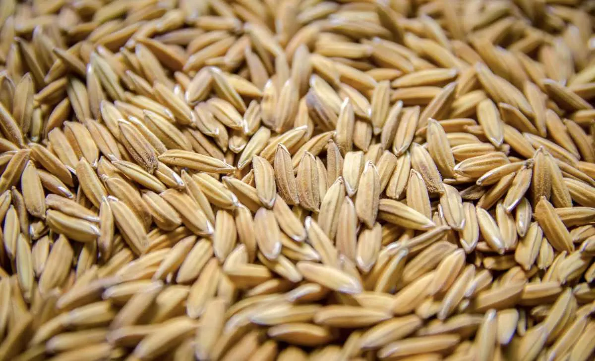 Exportações de arroz do Brasil sobem 144% no trimestre