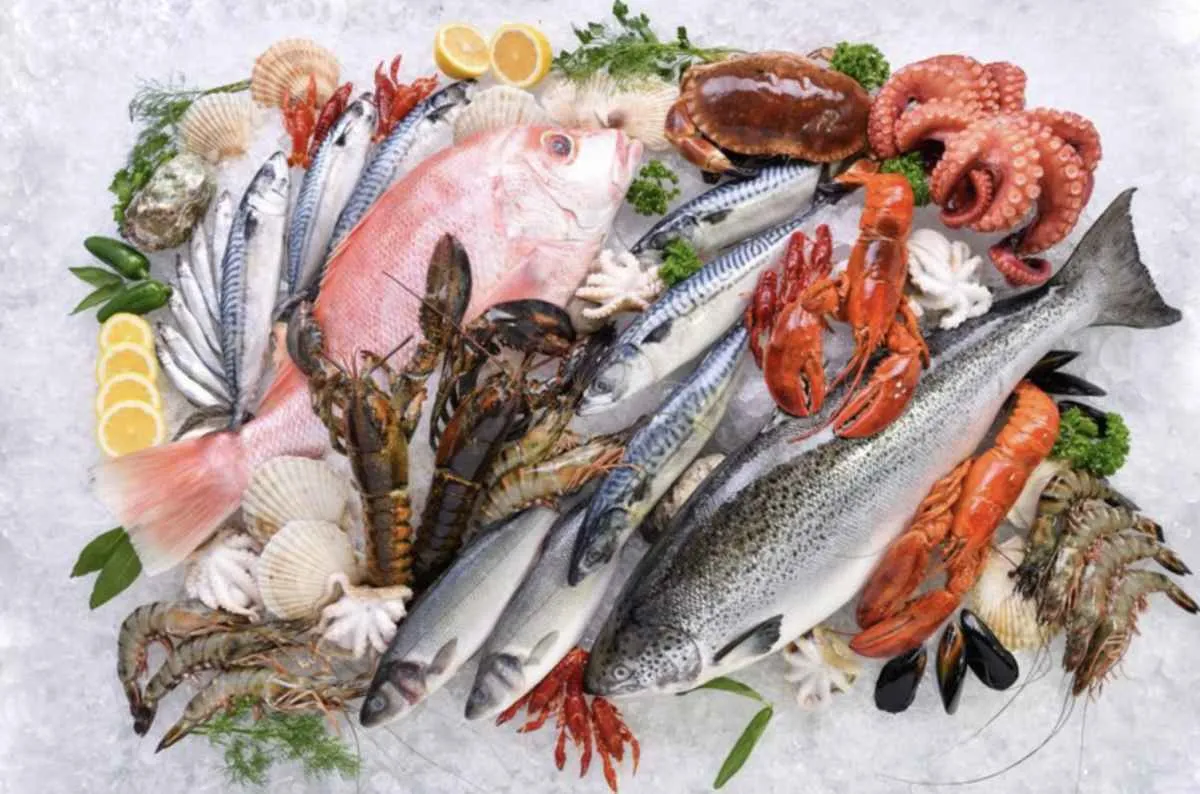 Nova regra reforça controle na cadeia do pescado