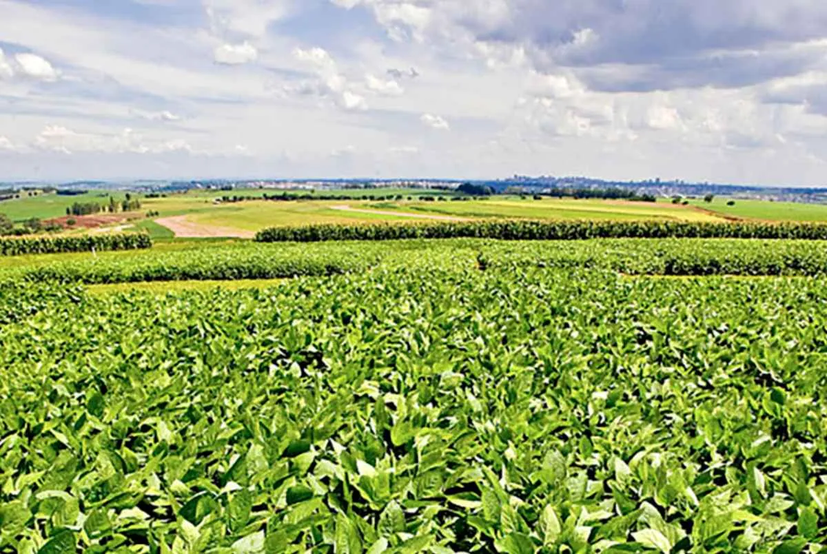 Nova soja convencional amplia manejo e produtividade