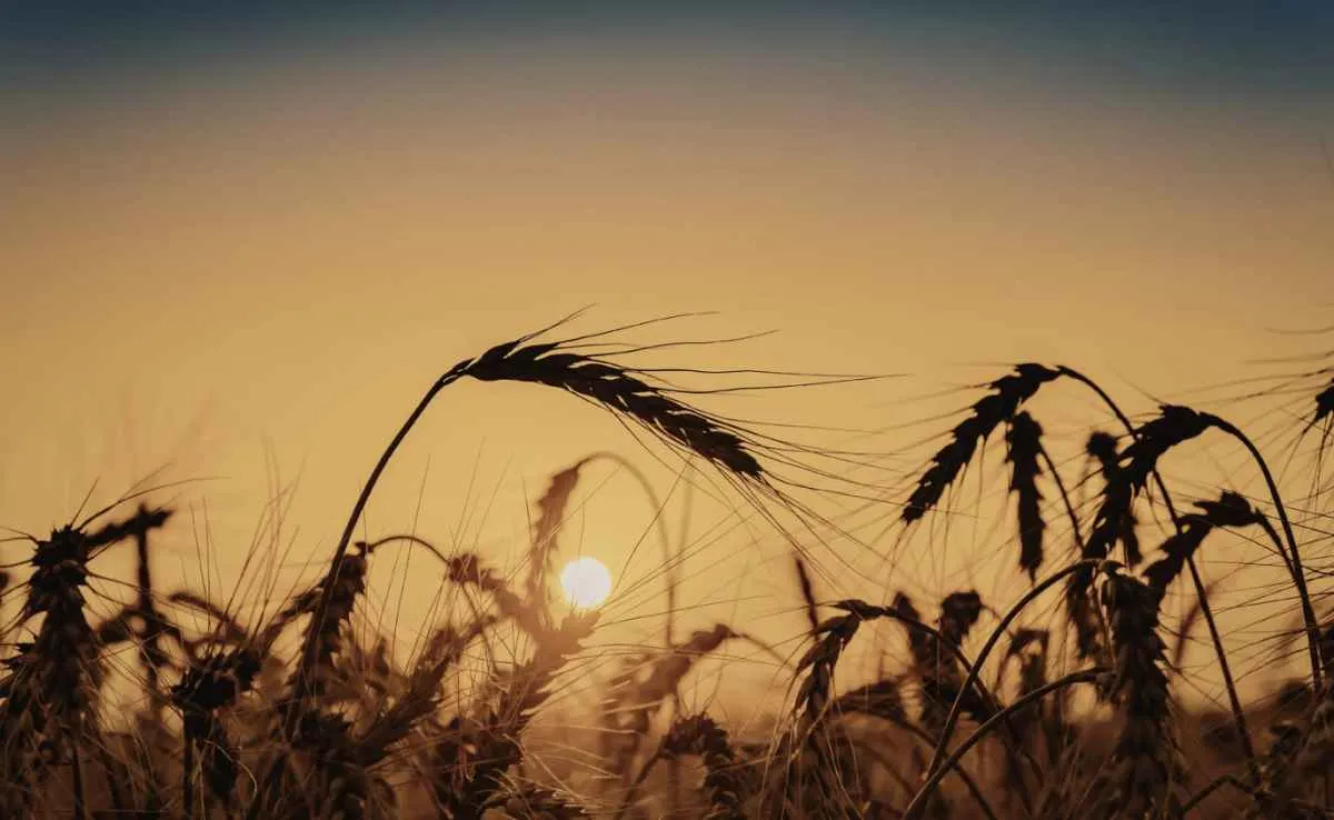 Oferta restrita mantém alta do trigo e reduz liquidez