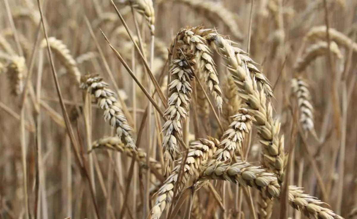 Preços do trigo avançam e mercado mantém ritmo
