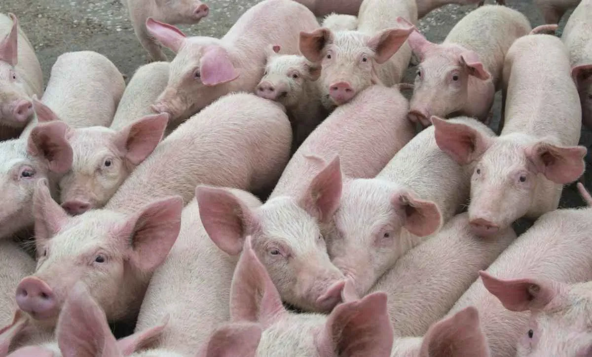 Preço do suíno recua mesmo com exportações recordes