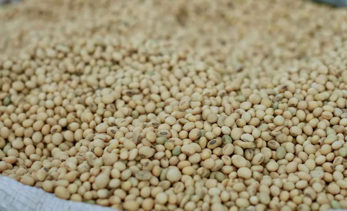 Safra de soja avança no RS, mas clima limita operações