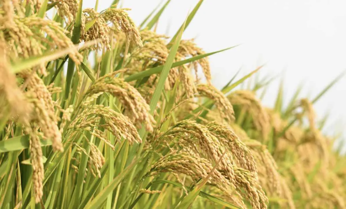 Mercado de arroz segue dividido à espera de leilões