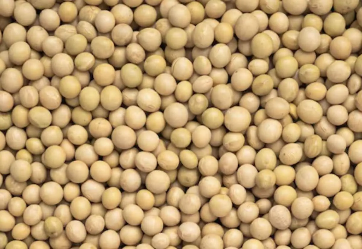 Soja recua em Chicago com pressão do plantio nos EUA