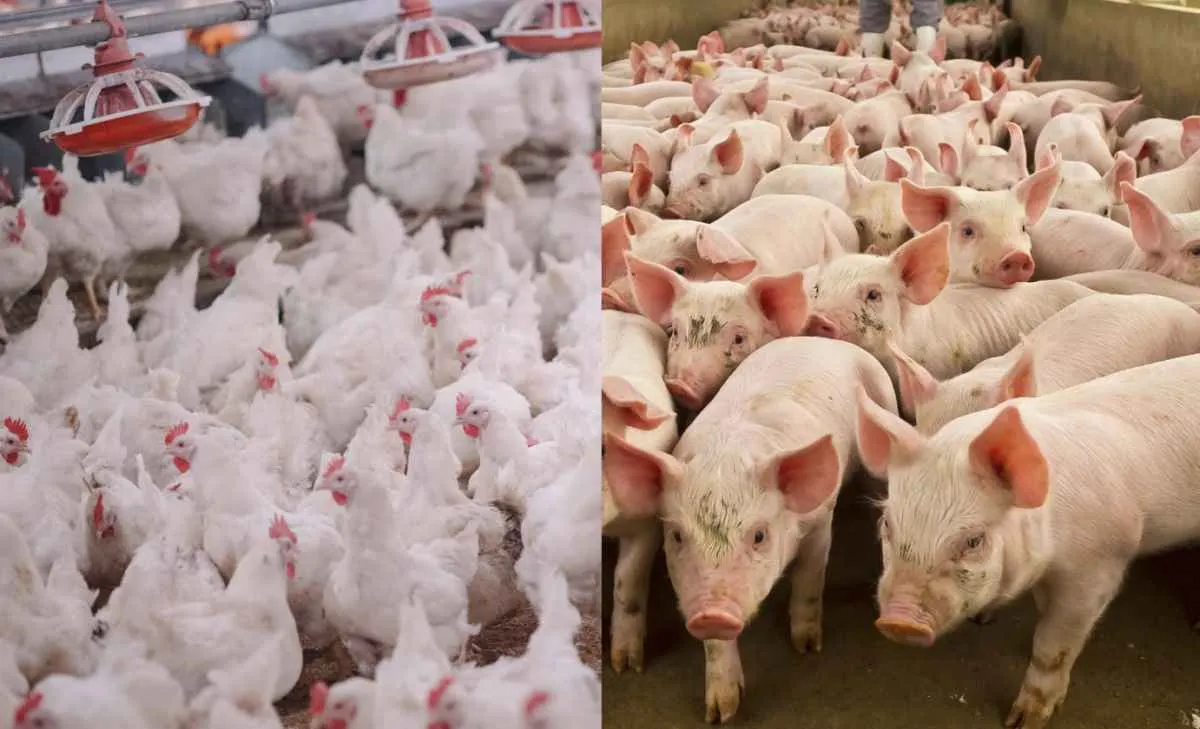 Demanda por aves e suínos impulsiona ração no Brasil