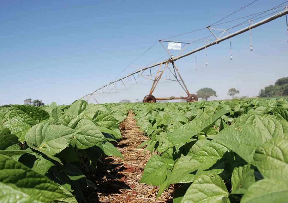 Tecnologia da Embrapa melhora produção de feijão no Cerrado