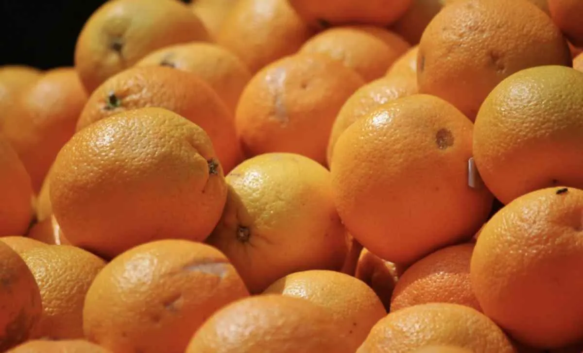 Oferta reduzida eleva preço da laranja no início de abril