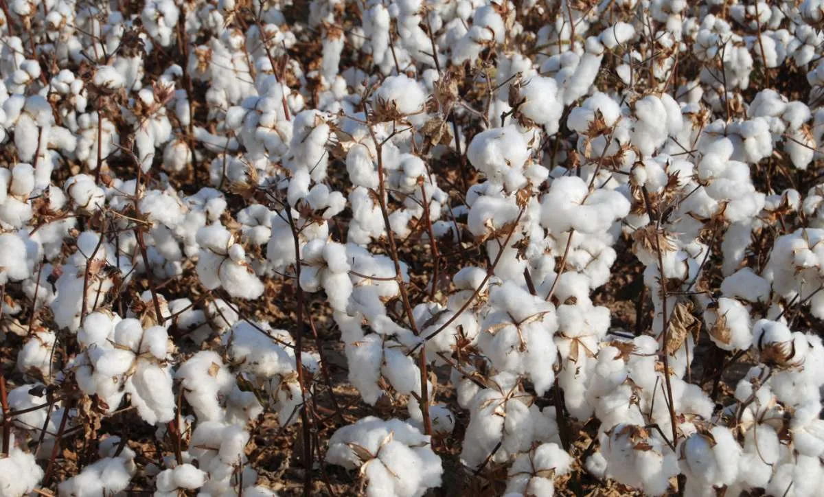 Mudança em remessas internacionais preocupa cadeia do algodão