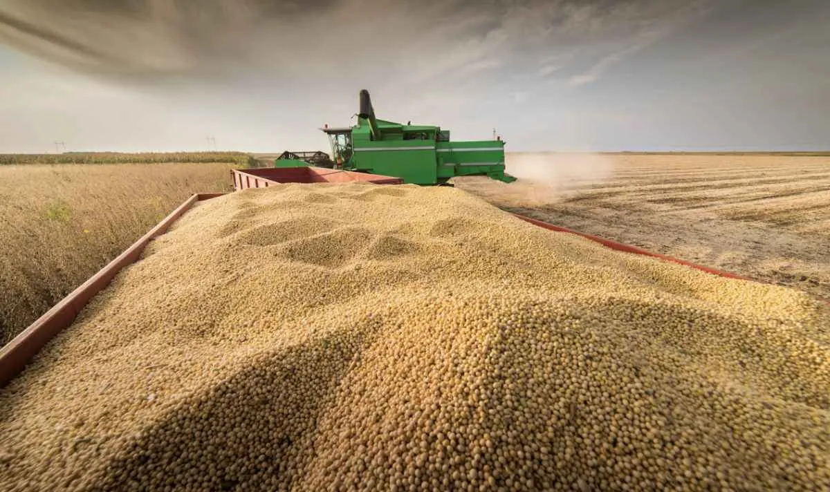Colheita avança, mas logística pressiona mercado da soja