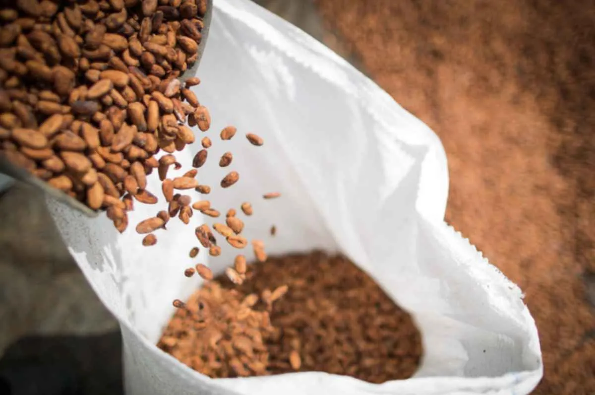 Cacau ganha novas regras e CNA destaca avanço no Senado