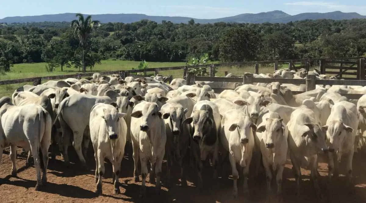 Agrodefesa esclarece regra para trânsito de gado reprodutivo