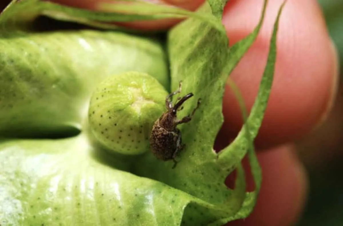 Bicudo pode reduzir até 70% da produção de algodão