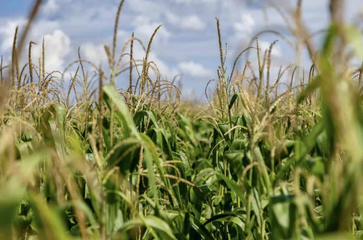 Milho ganha força e vira pilar da economia em Mato Grosso