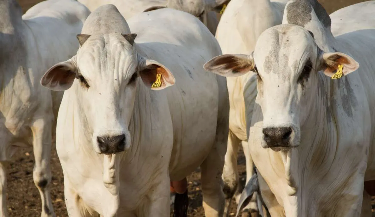 Clima e pastagens desafiam pecuária no RS