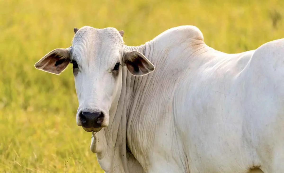 Arroba recorde favorece pecuarista na reposição