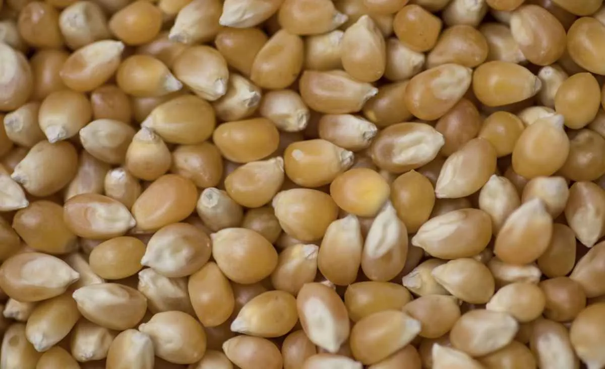 USDA eleva produção mundial de milho para 1,598 bi