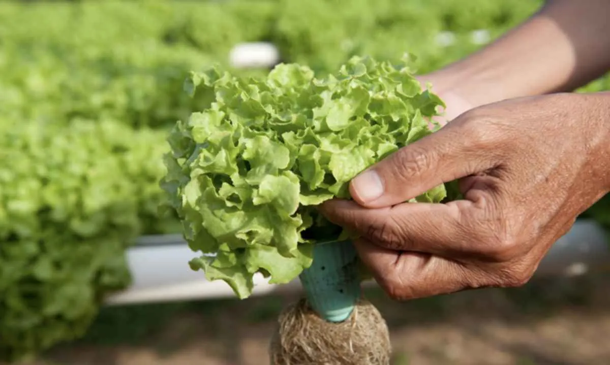 Mapa cria sistema nacional para certificação fitossanitária
