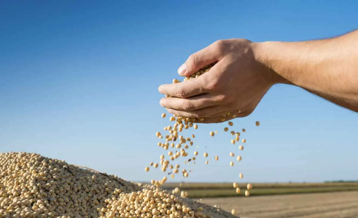 Soja no Paraná fecha safra com bons resultados e perdas pontuais