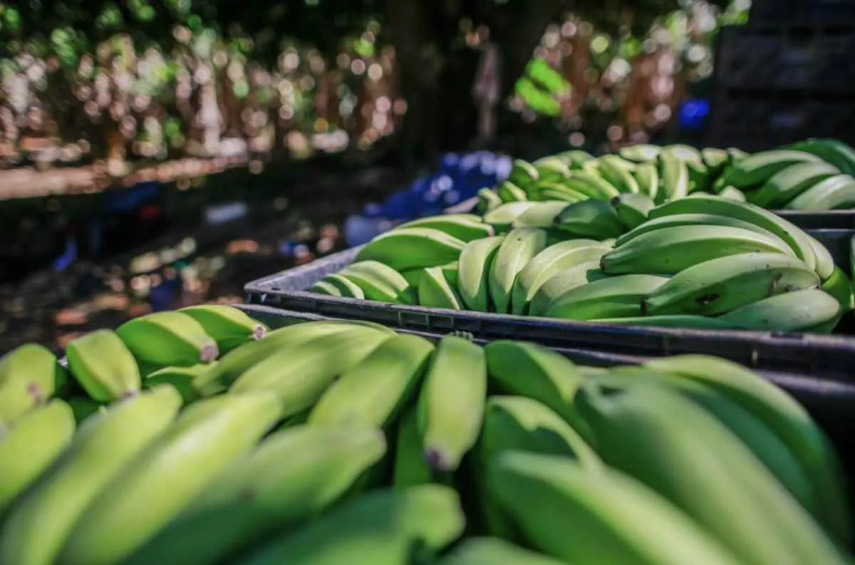 Agrodefesa mantém alerta sobre transporte interestadual de banana