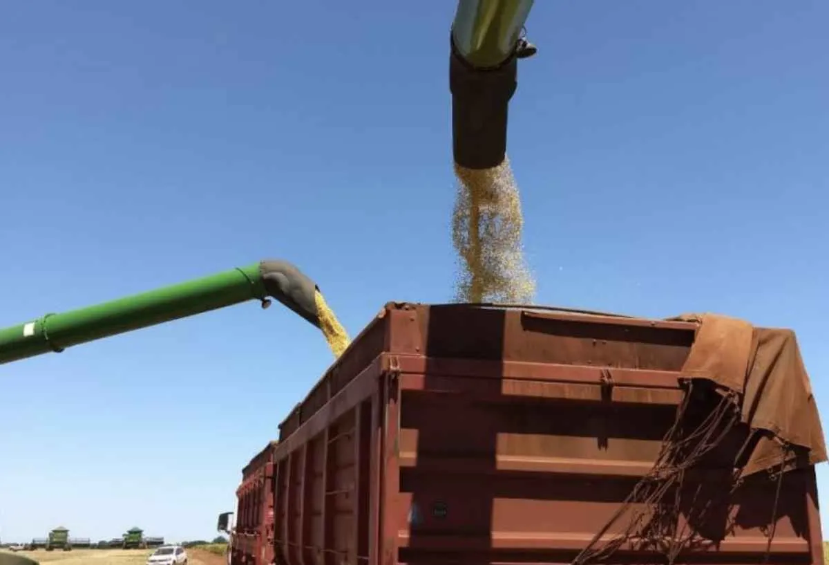 Colheita da soja chega a 97% da área em MS