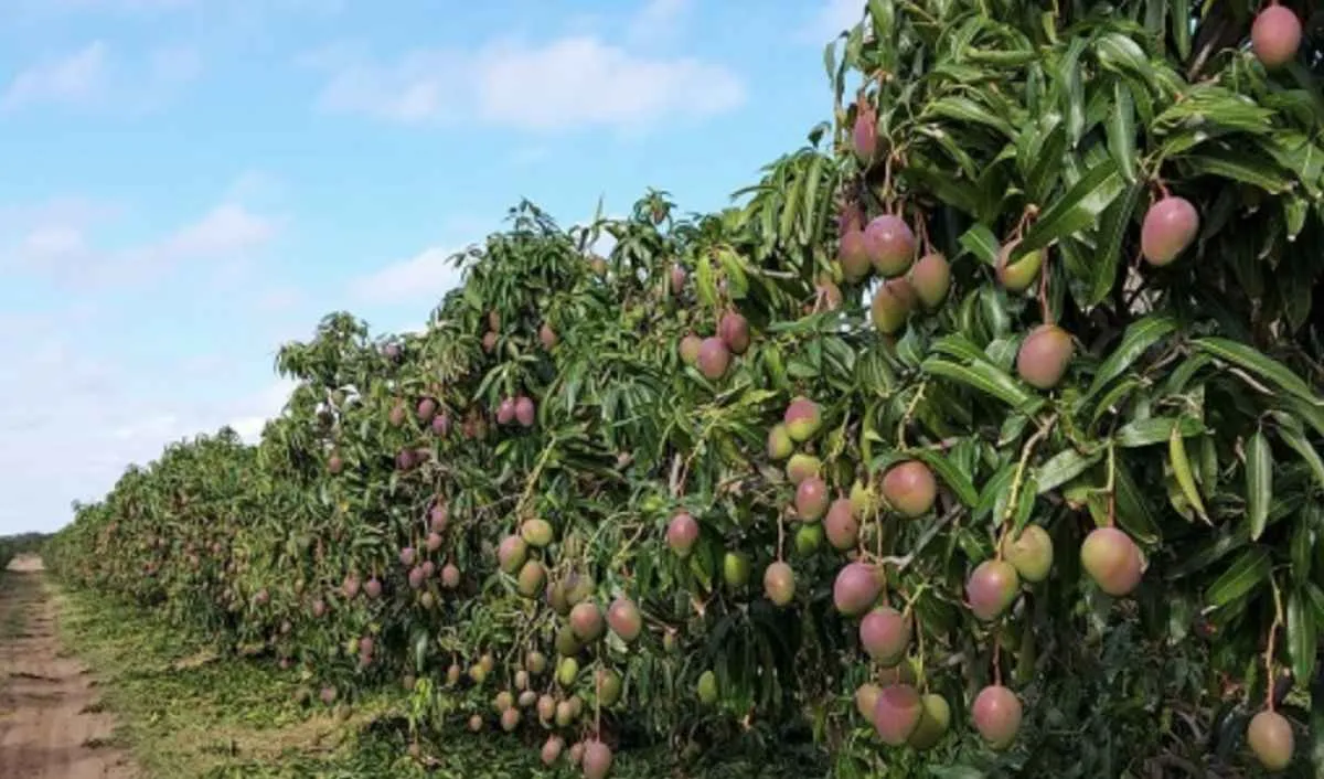 Preço da manga palmer reage no início de abril