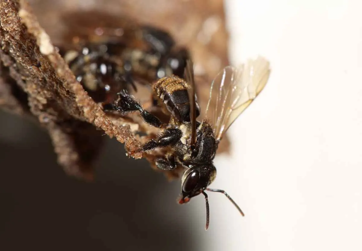 Fungicidas afetam microrganismos de abelhas sem ferrão