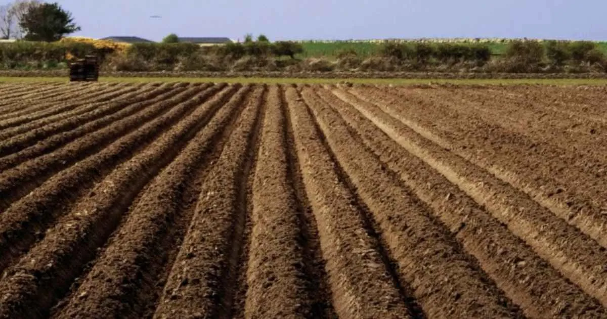 Crédito rural cai 10,4% e soma R$ 255,8 bilhões