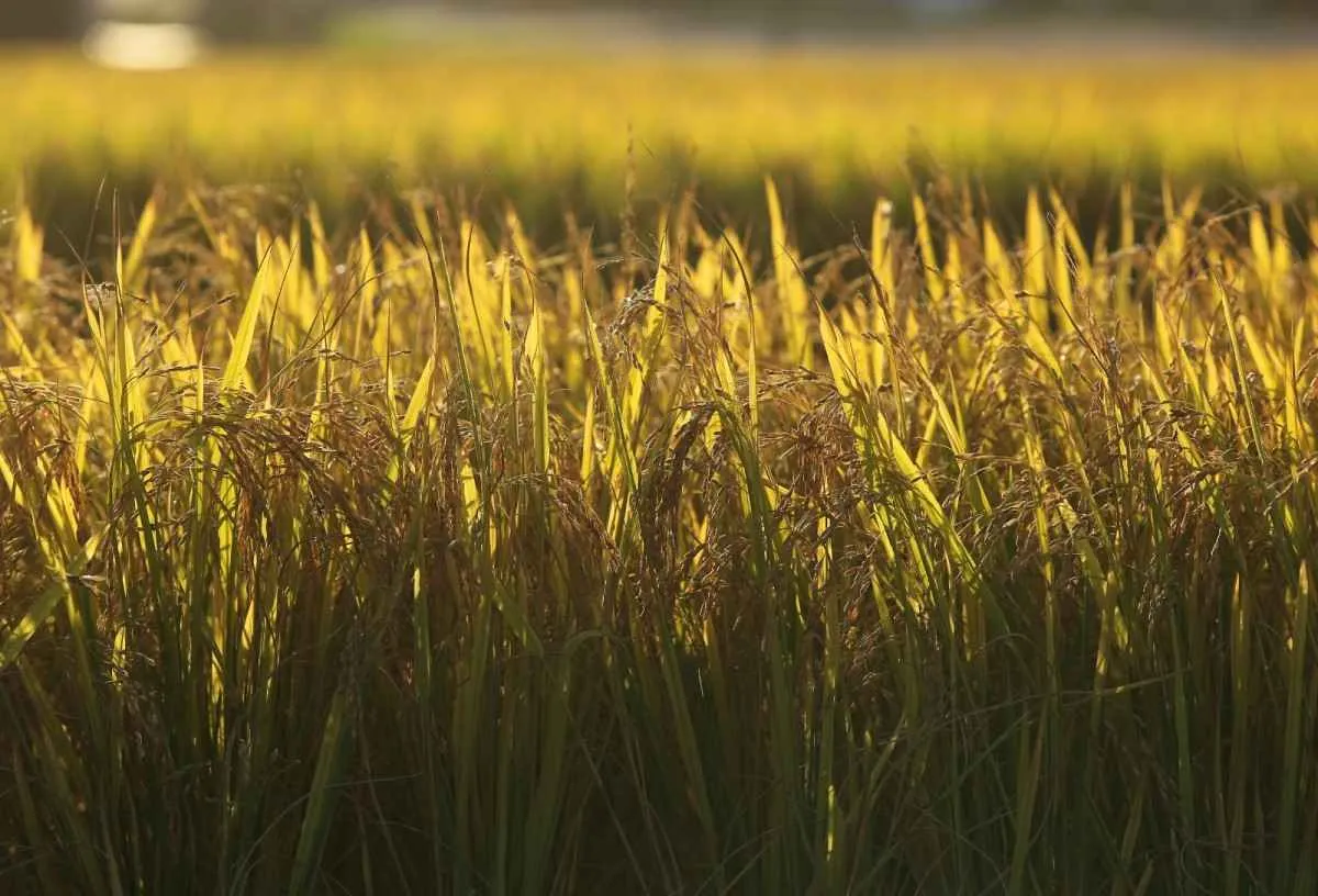 Safra de arroz enfrenta custos altos e incertezas