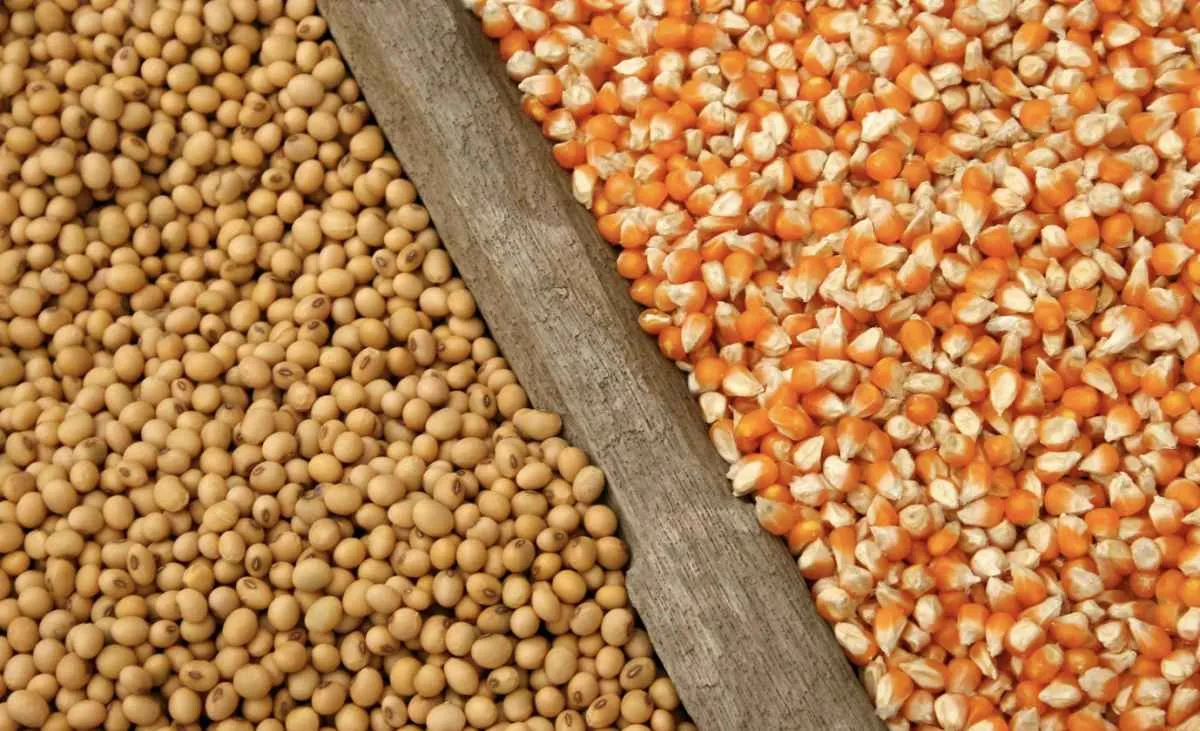 StoneX eleva safra de soja e mantém alerta para milho safrinha