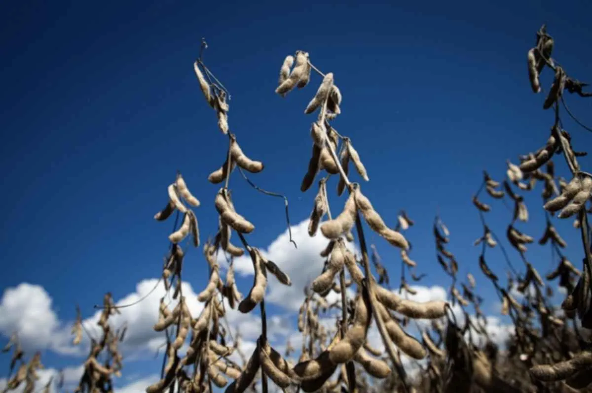 Calendário da soja exige atenção dos produtores